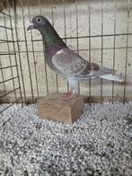 Postduif / Kleurpostduif, Mannelijk, Postduif