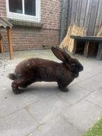 Lieve vlaamse reus, Dieren en Toebehoren, Konijnen, Vrouwelijk, Groot