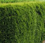Thuja Smaragd haagplanten, Ophalen of Verzenden, Conifeer, Haag, 100 tot 250 cm