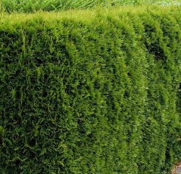 Thuja Smaragd haagplanten beschikbaar voor biedingen