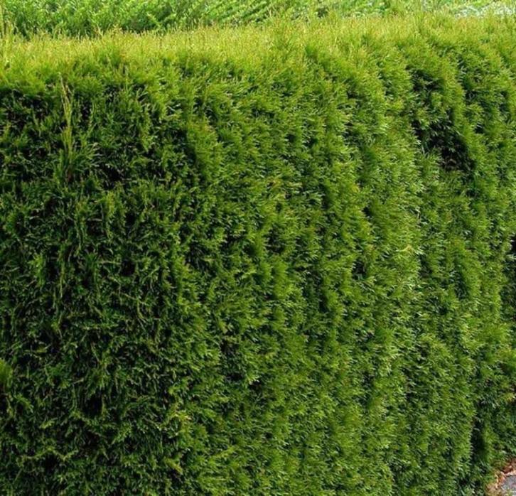 Thuja Smaragd haagplanten, Tuin en Terras, Planten | Struiken en Hagen, Haag, Conifeer, 100 tot 250 cm, Ophalen of Verzenden