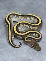 Python regius Ballpython, Dieren en Toebehoren, Reptielen en Amfibieën, Slang, 0 tot 2 jaar