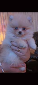 Mooie creme pomeriaan dwergkees pups, Keeshond, 8 tot 15 weken, Meerdere, Meerdere dieren