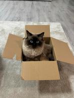 Ragdoll, Dieren en Toebehoren, Katten en Kittens | Raskatten | Langhaar, Kater