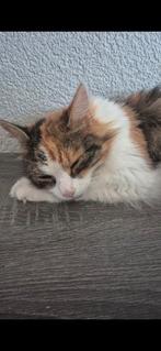 Noorse boskat en kruising Siamees, Poes