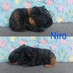 Us teddy beren, Cavia, Augustus, Mannelijk, Tam