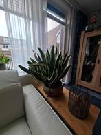 grote volle plant in pot met vrouwentong, Ophalen, In pot, Halfschaduw, Minder dan 100 cm