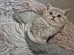 Prachtige raszuivere britse beige korthaar kittens, Dieren en Toebehoren, Meerdere dieren, Ontwormd, 0 tot 2 jaar
