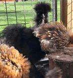 Zijdehoender haan zwart frizzle USA, Dieren en Toebehoren, Pluimvee, Mannelijk, Kip