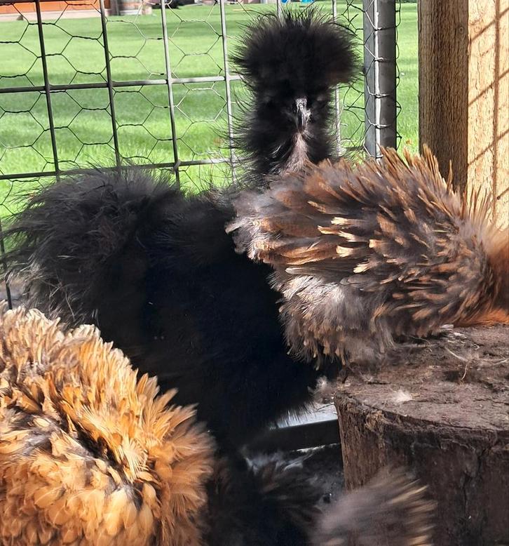 Zijdehoender haan zwart frizzle USA, Dieren en Toebehoren, Pluimvee, Kip, Mannelijk