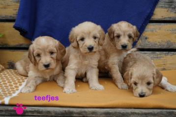Medium kruising tibetaanse terrier x labradoodle pups.  beschikbaar voor biedingen