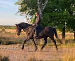 Brave spaanse ruin, Minder dan 160 cm, Ruin, Niet van toepassing, Gechipt