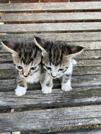 Super lieve kitten tekoop, Dieren en Toebehoren