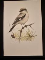 Klapekster, Verzenden, Voor 1940, Overige onderwerpen