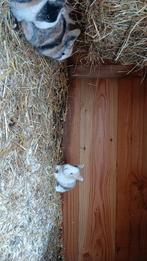 Jonge konijnen te koop, Meerdere dieren, Klein, 0 tot 2 jaar