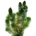 Hoornblad zuurstofplanten / drijfplant, Ophalen, Zo goed als nieuw