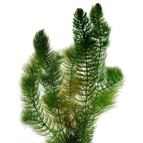 Hoornblad zuurstofplanten / drijfplant, Tuin en Terras, Vijvers, Zo goed als nieuw, Ophalen