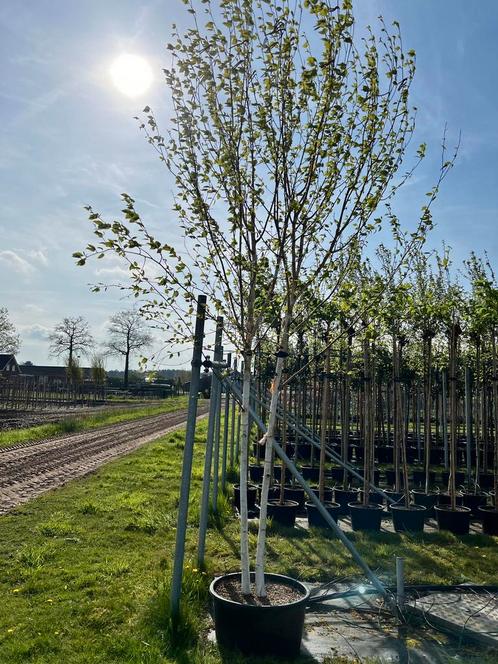 Betula jaqceumontii | witte berk | multistam | solitair, Tuin en Terras, Planten | Struiken en Hagen, Struik, Overige soorten