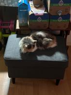 2 poezen wegens omstandigheden zoeken een nieuwe thuis., Dieren en Toebehoren, Poes, Ontwormd, 6 jaar of ouder