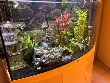 Aquarium beschikbaar voor biedingen