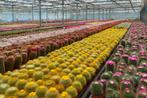Open dag zaterdag 8 november Caudex en 25000m2 cactusplezier, Overige soorten, Ophalen of Verzenden, In pot, Minder dan 100 cm