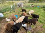 Quessant schapen ooitjes, Dieren en Toebehoren, Schapen, Geiten en Varkens, Meerdere dieren, Schaap