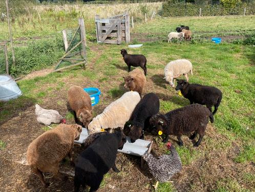 Quessant schapen ooitjes, Dieren en Toebehoren, Schapen, Geiten en Varkens, Schaap, Meerdere dieren