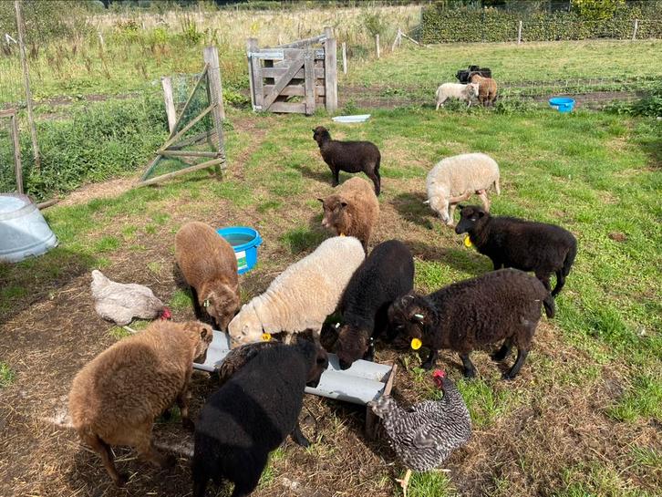 Quessant schapen, Dieren en Toebehoren, Schapen, Geiten en Varkens, Schaap, Meerdere dieren