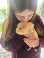 Lieve cavia met alles bij, Mannelijk, Tam, Maart, Cavia