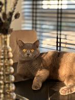 Britsekorthaar, Dieren en Toebehoren, Poes