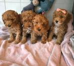 Prachtige toy poedel pups, Dieren en Toebehoren, Poedel, Parvo, 8 tot 15 weken, Meerdere