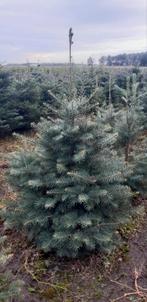 Kerstboom verkoop voor particulieren, bedrijven, Tuin en Terras, Planten | Bomen, In pot, Bloeit niet, Halfschaduw, 100 tot 250 cm