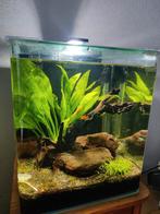 Nano aquarium complete set!, Dieren en Toebehoren, Vissen | Aquaria en Toebehoren, Ophalen, Zo goed als nieuw, Gevuld zoetwateraquarium