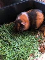 Cavia moet snel weg, Dieren en Toebehoren, Mannelijk, Cavia, Na 1 juli 2024, Tam