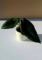 Alocasia scalprum – babyplant, Ophalen of Verzenden, Overige soorten, Minder dan 100 cm