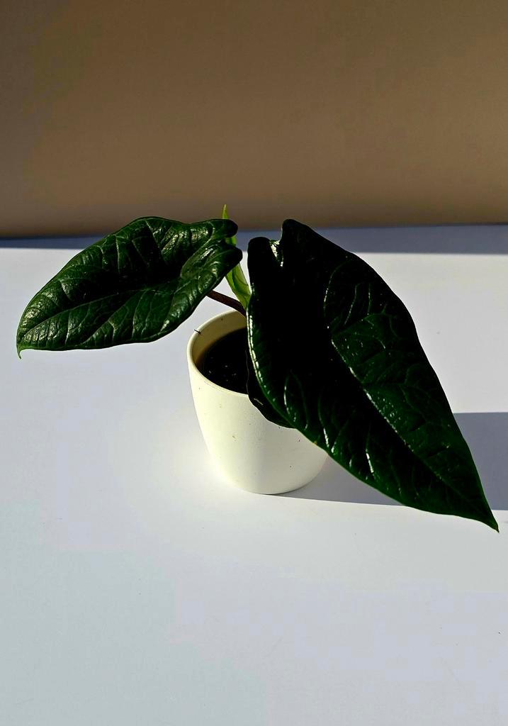 Alocasia scalprum – babyplant, Huis en Inrichting, Kamerplanten, Overige soorten, Minder dan 100 cm, Ophalen of Verzenden