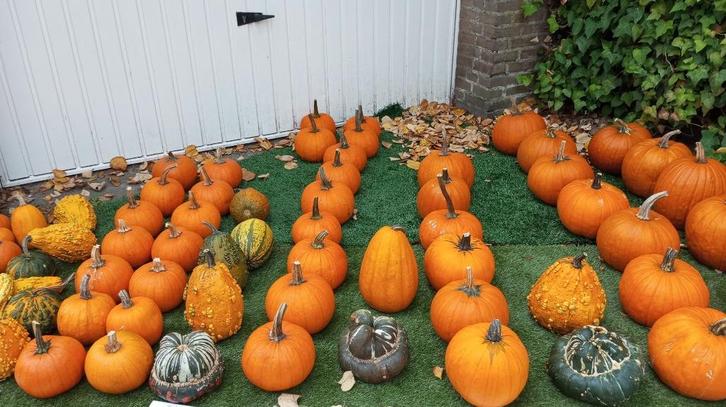 Pompoenen, Tuin en Terras, Tuinwanddecoratie, Nieuw, Ophalen