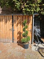 Thuja-smaragd in de vorm van een spiraal, Tuin en Terras, Ophalen of Verzenden