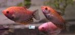 Goud Gourami, Vis, Zoetwatervis