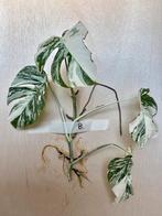 Monstera Albo stek met veel nieuwe wortels, Overige soorten, Minder dan 100 cm, Groene kamerplant, Halfschaduw