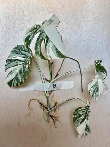 Monstera Albo stek met veel nieuwe wortels beschikbaar voor biedingen