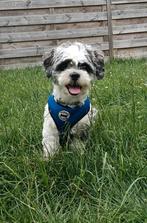 Oppas hondje Ollie, Dieren en Toebehoren, Reu, 1 tot 2 jaar, Eén hond, Klein