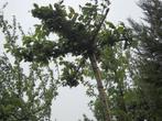 Bomen en fruitbomen, Ophalen, Overige soorten, Lente