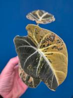 Alocasia Black Velvet Gold p10, Huis en Inrichting, Ophalen of Verzenden, Halfschaduw, Minder dan 100 cm