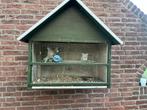 Roepduifjes met mooie kooi, Dieren en Toebehoren, Ophalen, Metaal, Vogelkooi