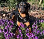 Rottweiler reu, Reu, Eén hond, 3 tot 5 jaar, Rottweiler