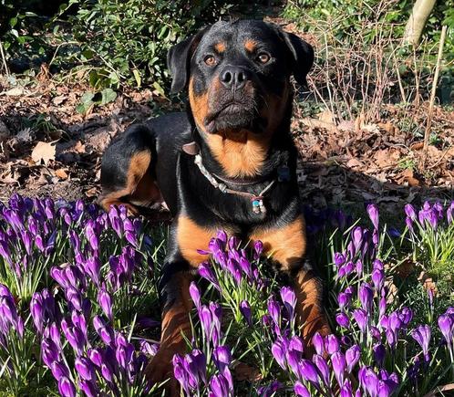 Rottweiler reu, Dieren en Toebehoren, Honden | Bulldogs, Pinschers en Molossers, Reu, Rottweiler, Particulier, Eén hond, Nederland