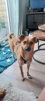 Diva ter adoptie, Dieren en Toebehoren, Honden | Niet-rashonden, Particulier, Rabiës (hondsdolheid), 1 tot 2 jaar, Buitenland