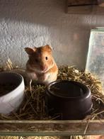 Vrouwtjes hamster, Hamster, Vrouwelijk, Mei, Tam