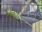 Te koop 3 jonge roodrug parkieten 10 weekjes oud, Dieren en Toebehoren, Meerdere dieren, Parkiet
